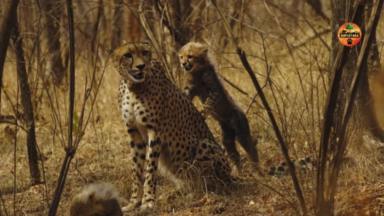 Veerangana Rani Durgavati Tiger Reserve