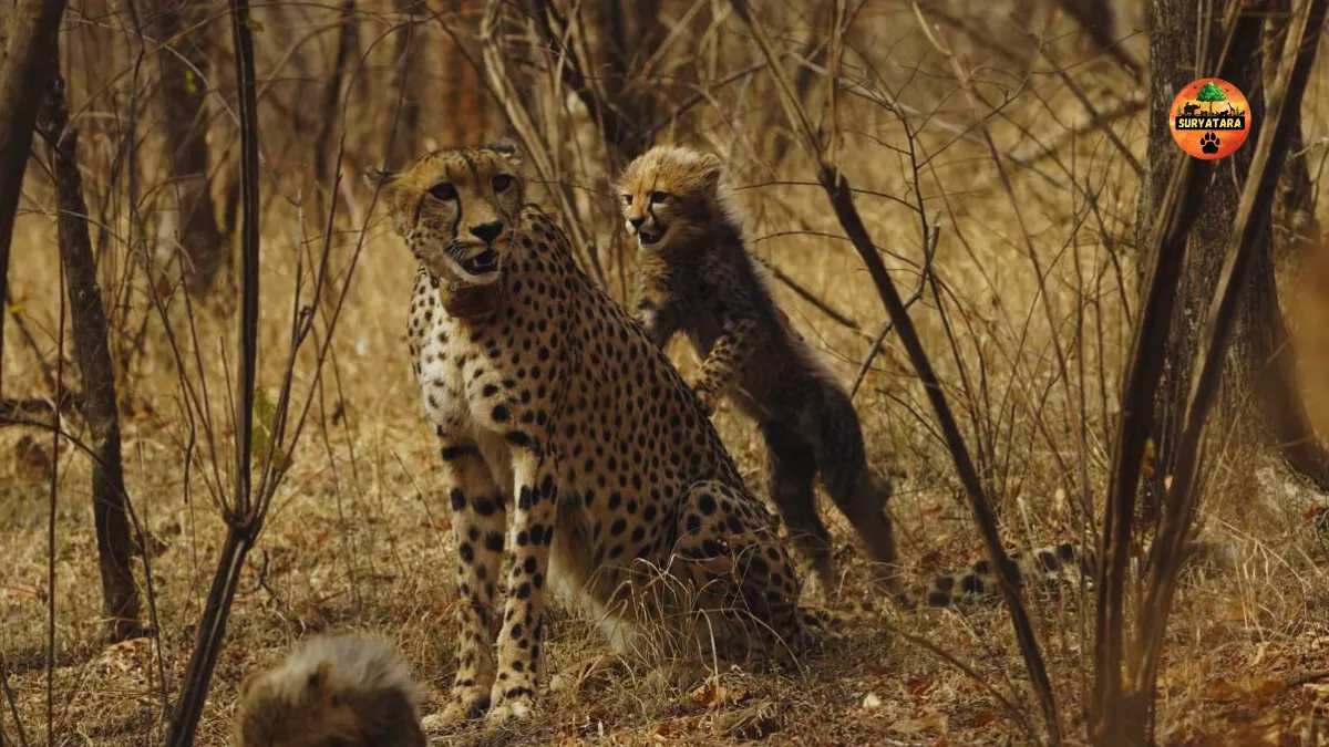 Veerangana Rani Durgavati Tiger Reserve