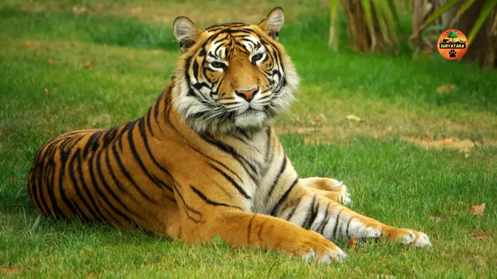 Two new zoos to be built in Jharkhand