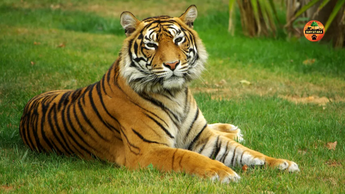 Two new zoos to be built in Jharkhand