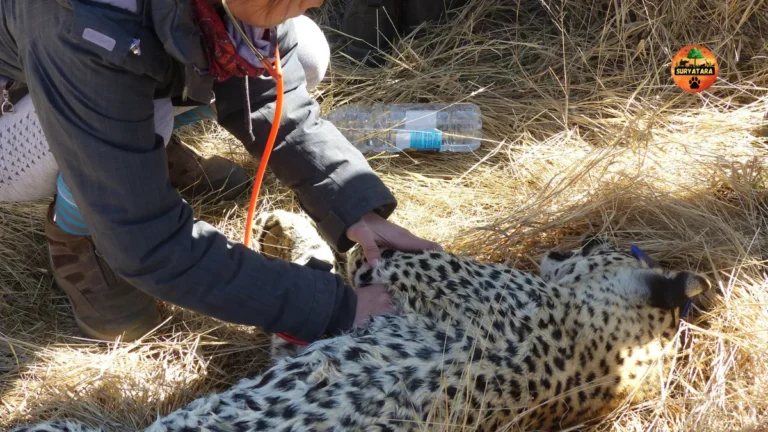 Donate to Wildlife NGOs in India
