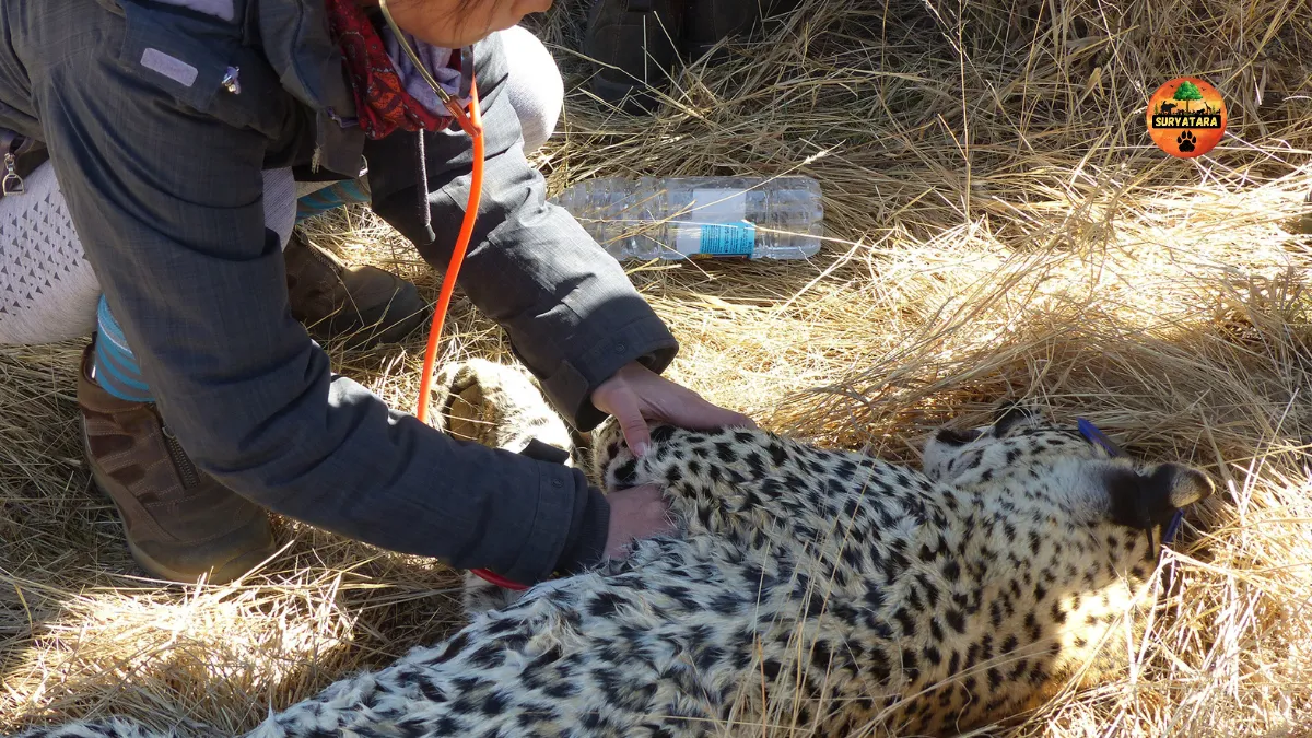 Donate to Wildlife NGOs in India