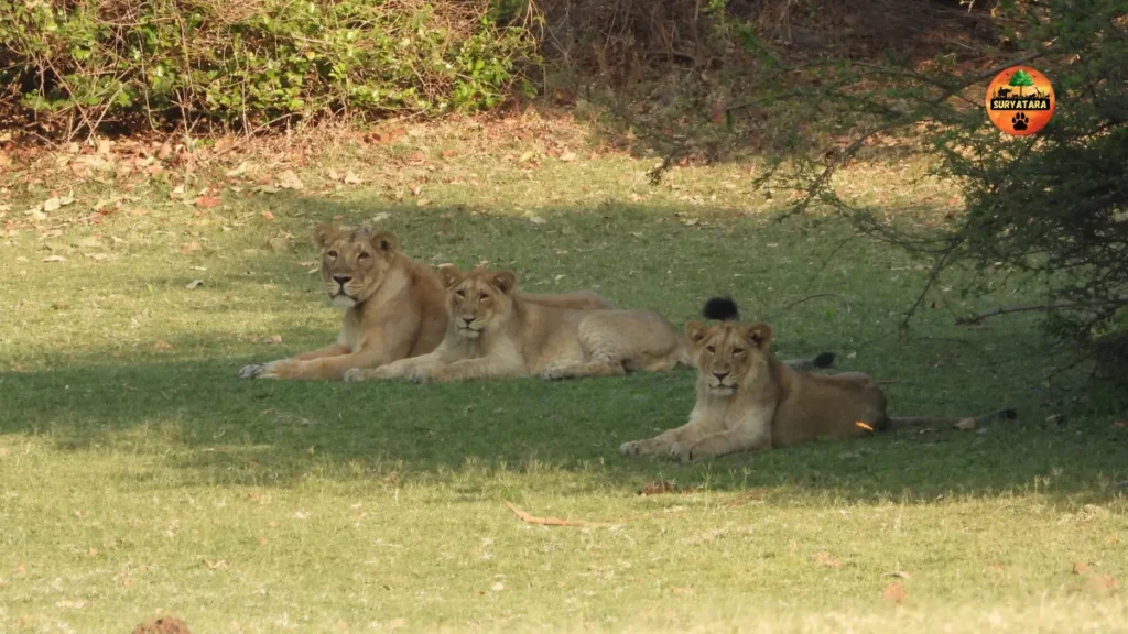 World Lion Day