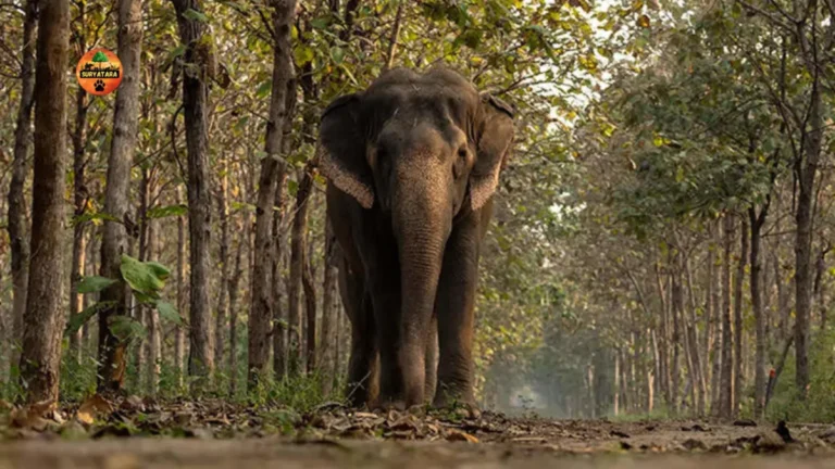 Madhuri elephant