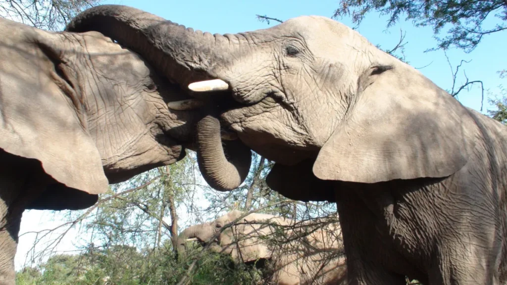 World Elephant Day