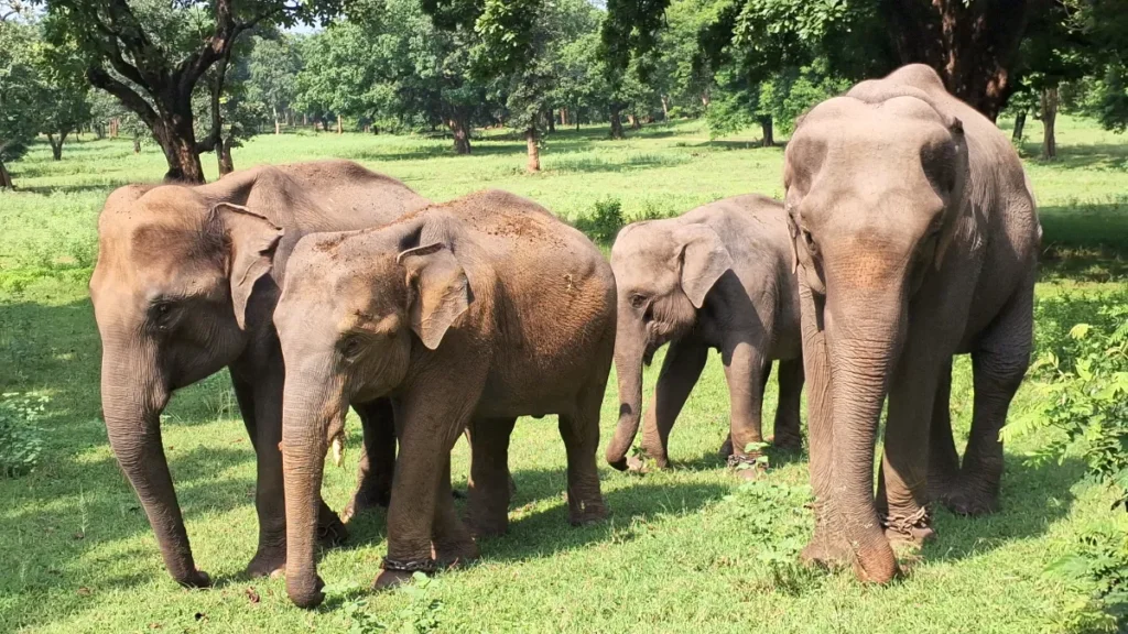 World Elephant Day