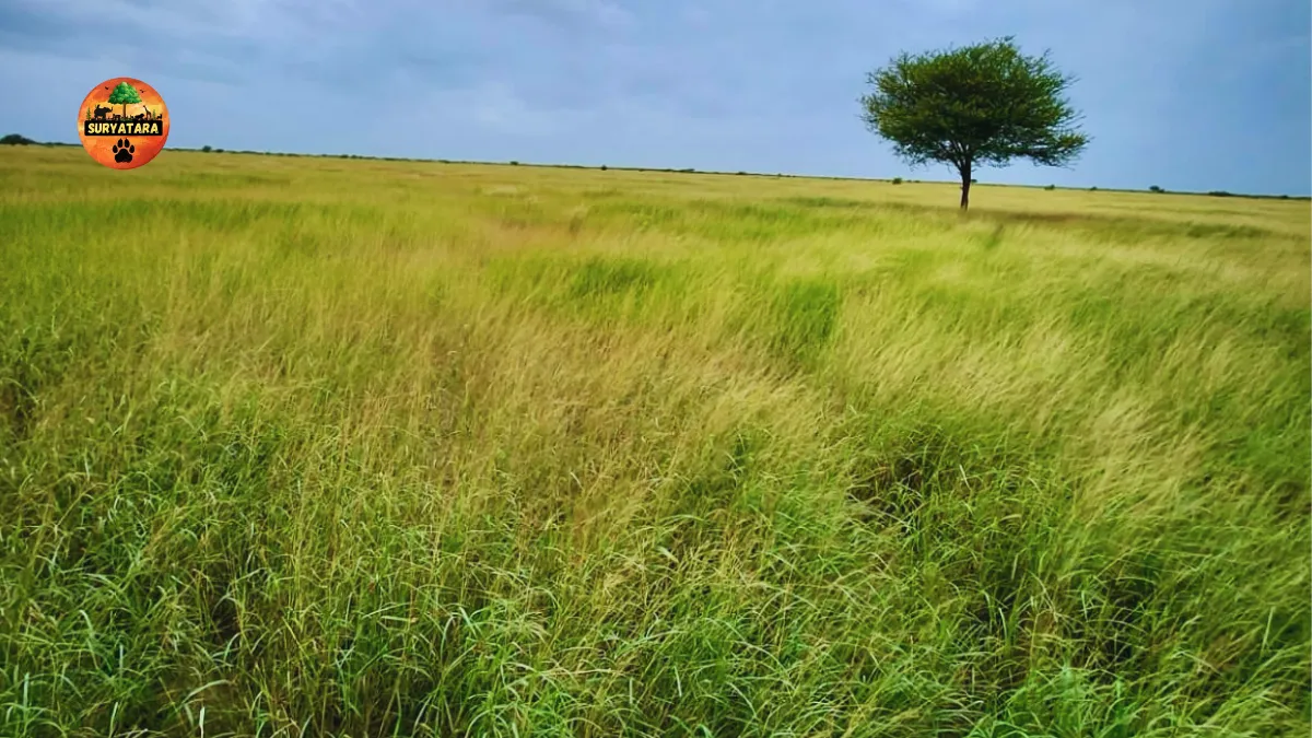 Banni Grassland