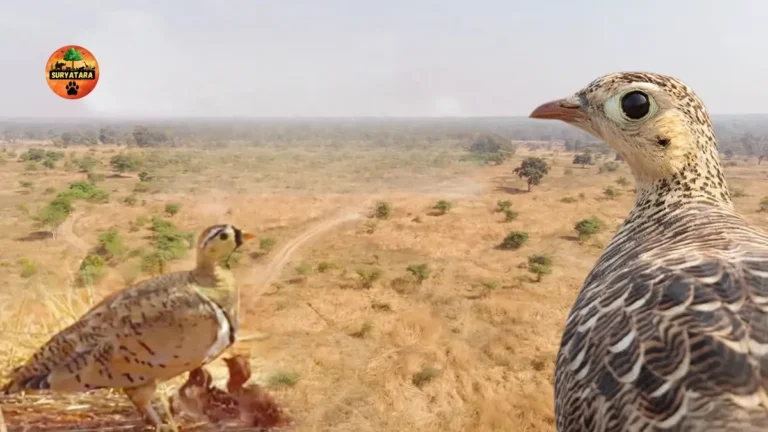 Rare Sandgrouse Found in Nauradehi