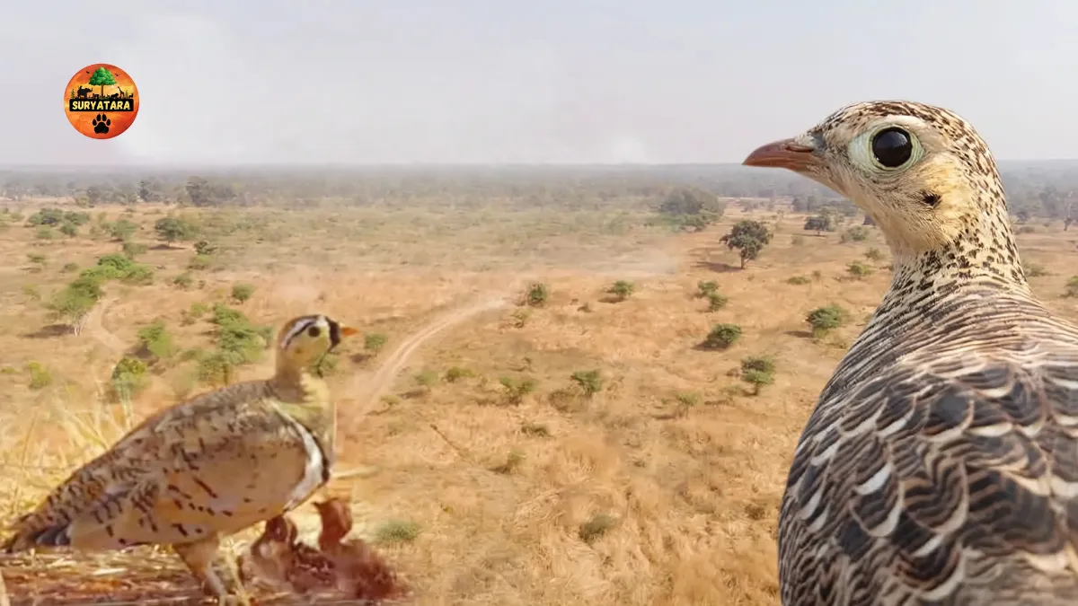 Rare Sandgrouse Found in Nauradehi