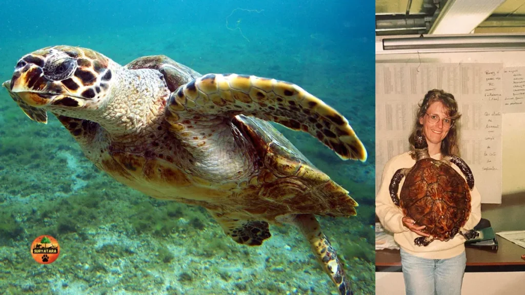 Hawksbill Turtle