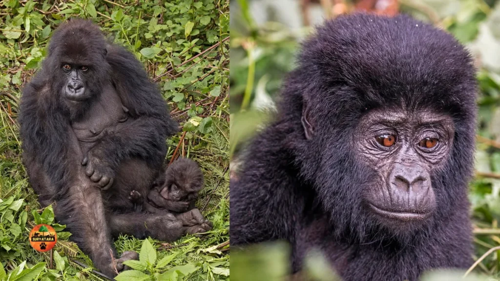 Mountain Gorilla
