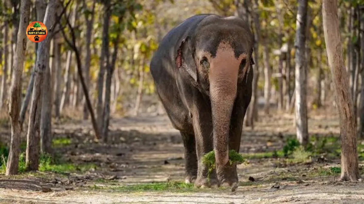 Mahadevi Elephant