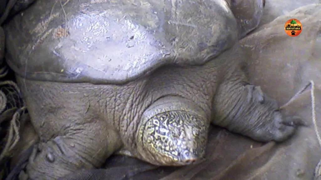 Yangtze Giant Softshell Turtle 
