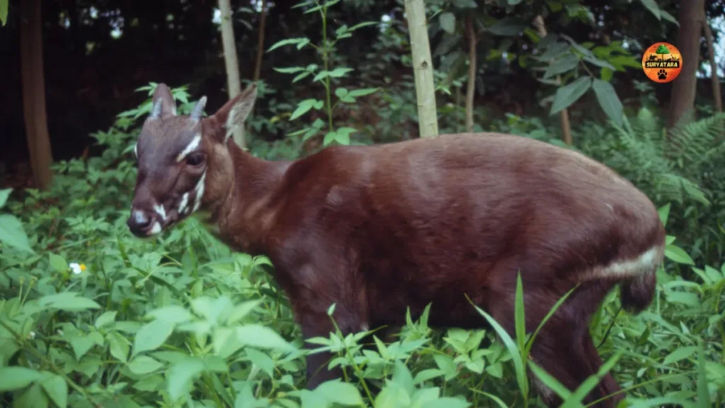 Saola