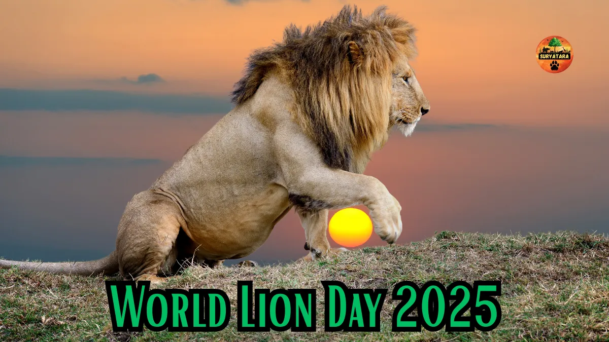 World Lion Day 2025