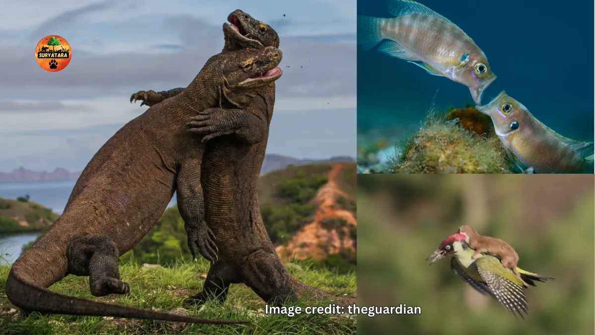 Wildlife Photographer of the Year