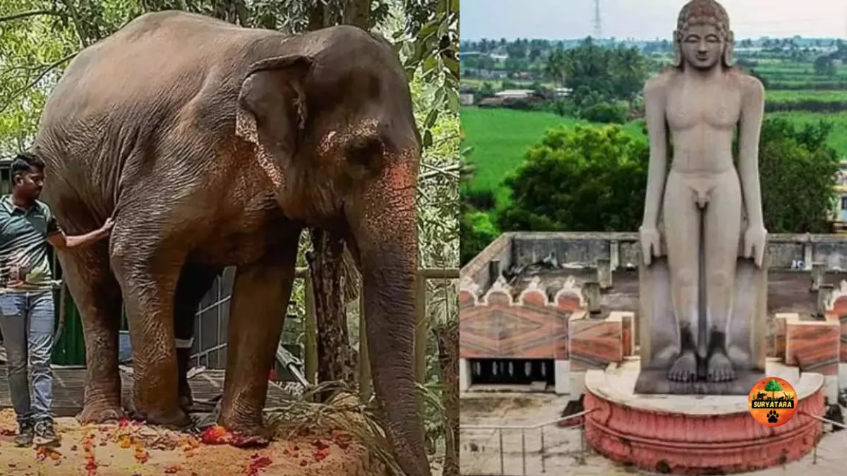 Mahadevi-Madhuri Elephant