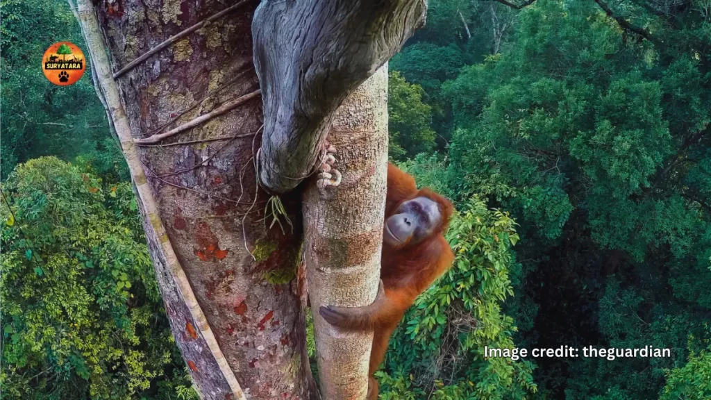 Wildlife Photographer of the Year