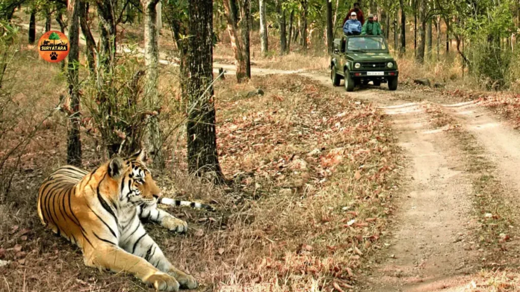  Bandhavgarh National Park, Madhya Pradesh