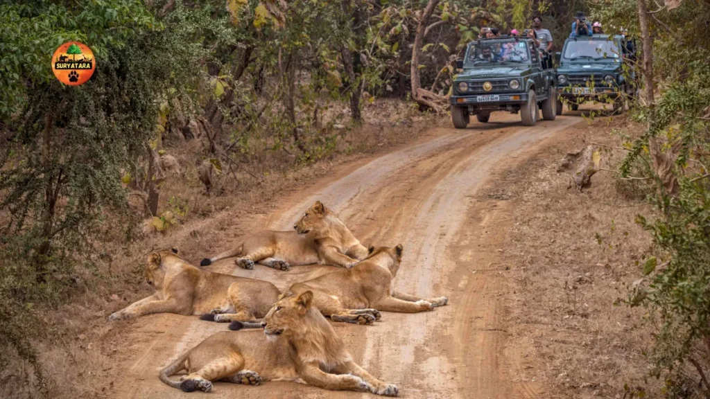 Gir National Park, Gujarat