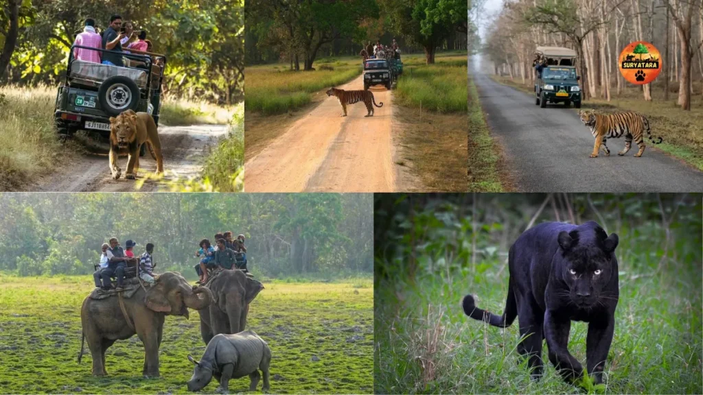 Best National Parks in India