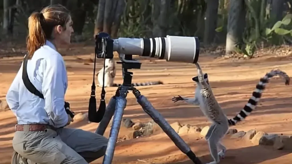 Wildlife Photography