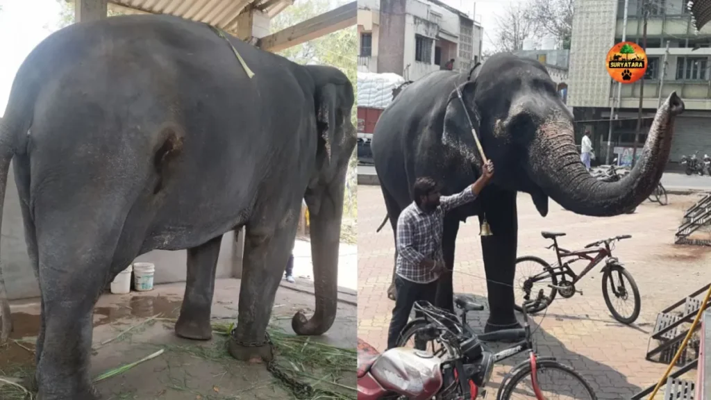 Madhuri Elephant Vantara