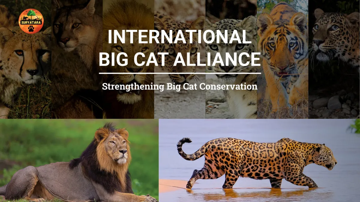 Nepal Joins International Big Cat Alliance