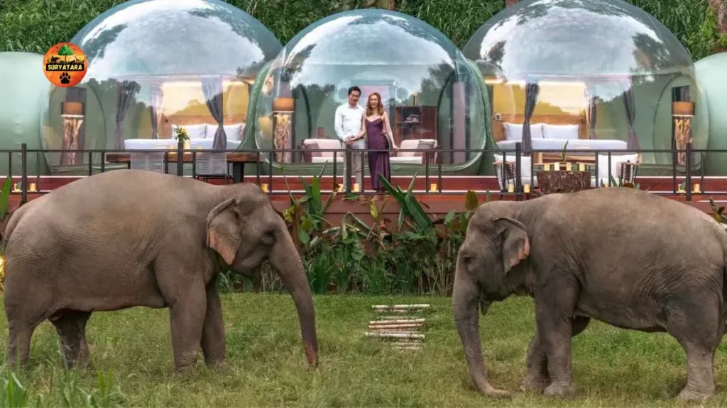 Luxury Wildlife Tour in Asia