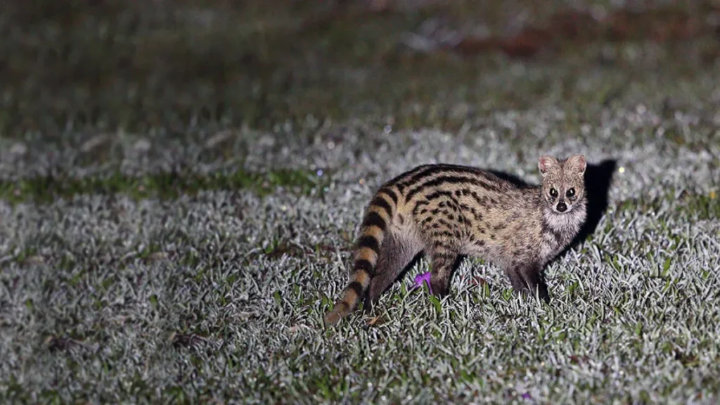 Shoolpaneshwar Wildlife Sanctuary
