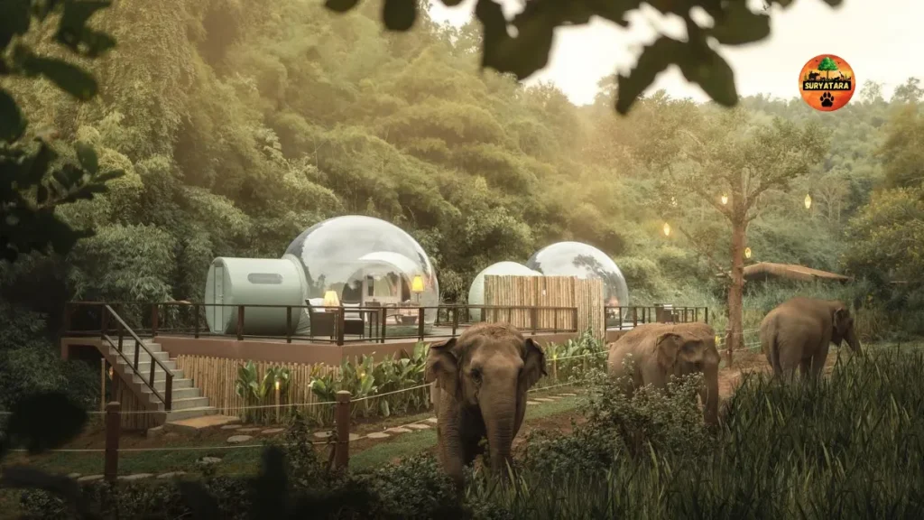 Luxury Wildlife Tour in Asia