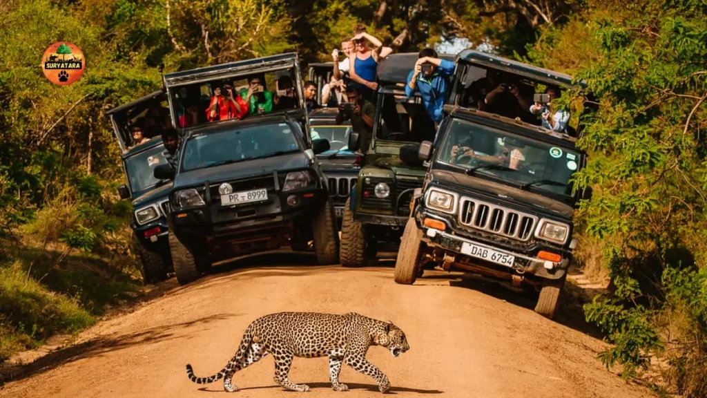 Yala National Park