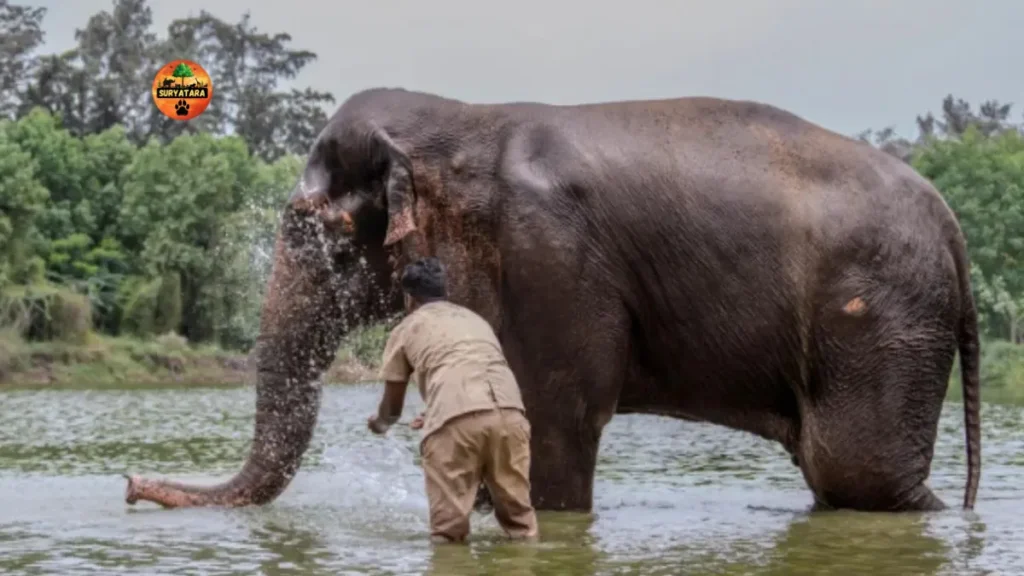 bring back Madhuri elephant