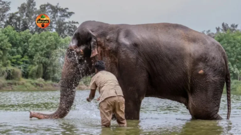 bring back Madhuri elephant