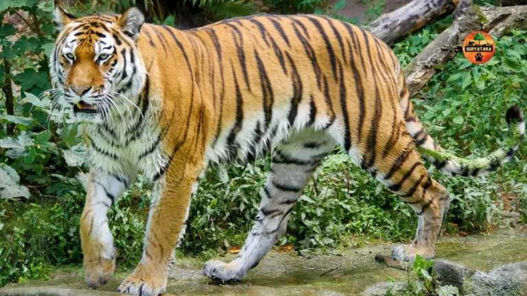 Tigers Increased in Chhattisgarh