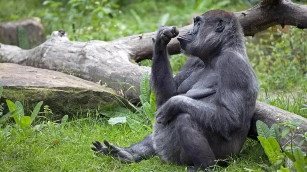 Bronx Zoo