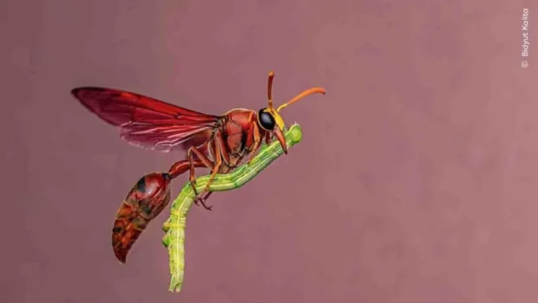Best Wildlife Photo Entries of the Year