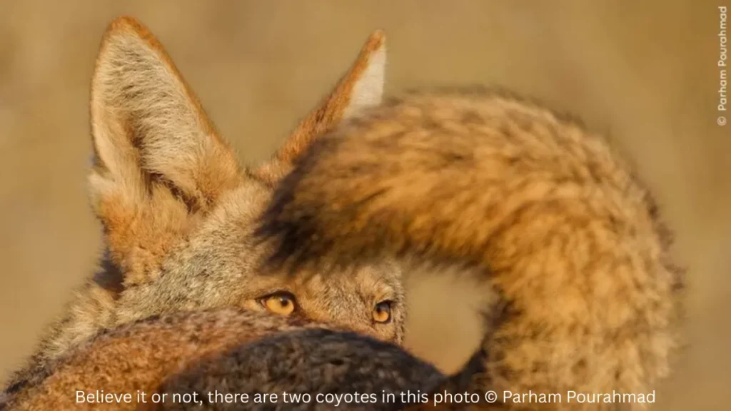 Best Wildlife Photo Entries of the Year