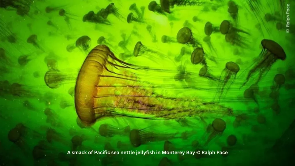 Best Wildlife Photo Entries of the Year