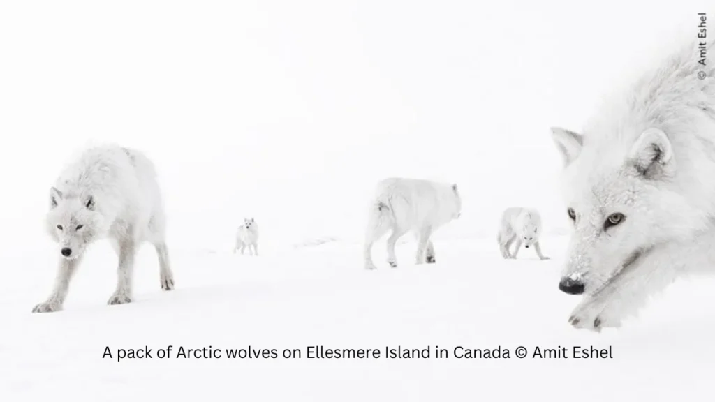 Best Wildlife Photo Entries of the Year