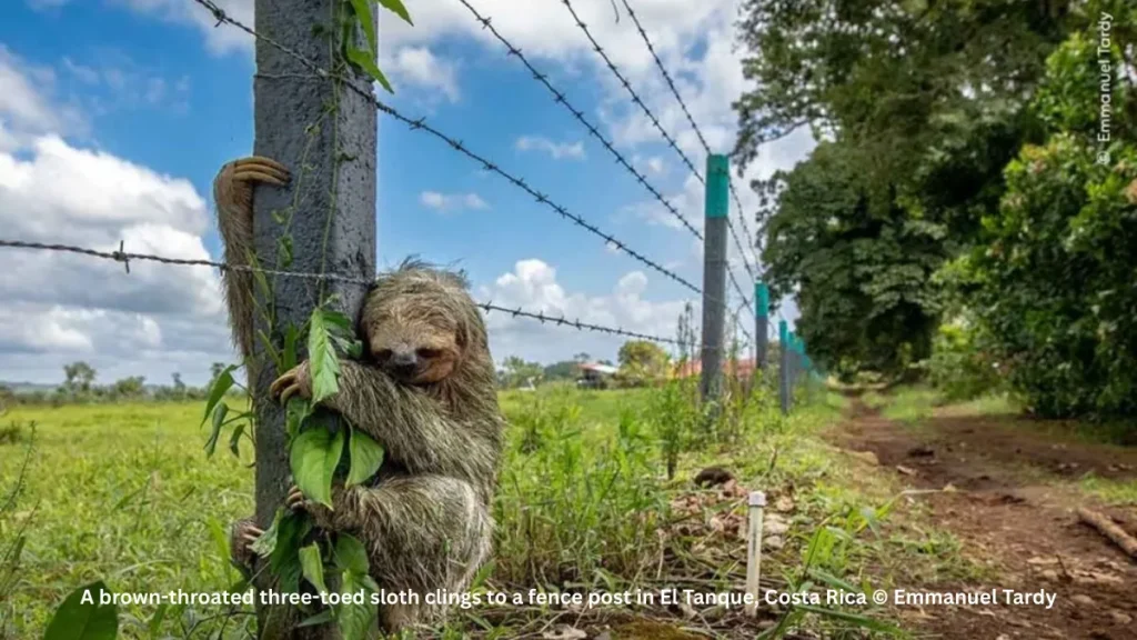 Best Wildlife Photo Entries of the Year
