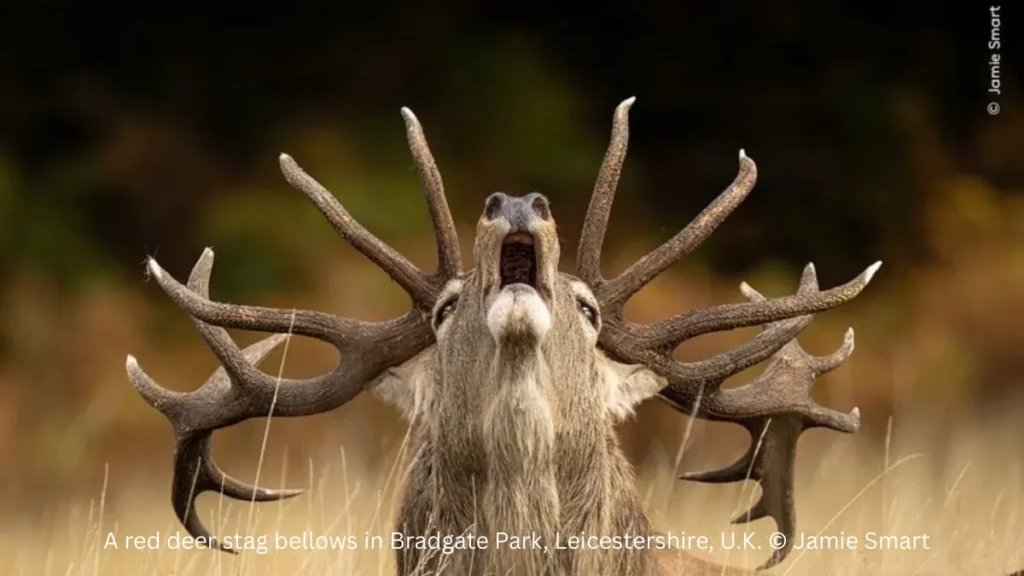 Best Wildlife Photo Entries of the Year