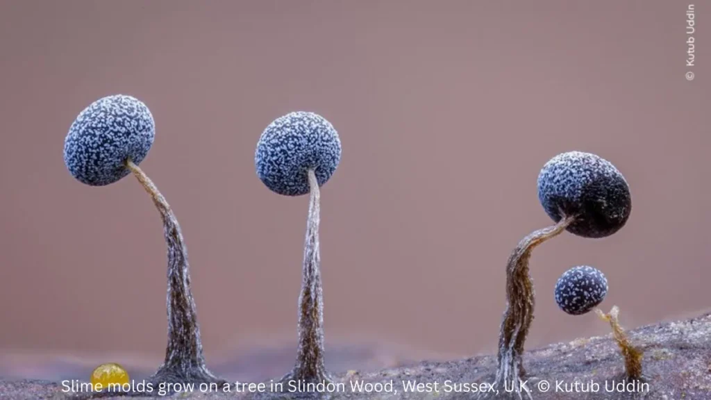 Best Wildlife Photo Entries of the Year