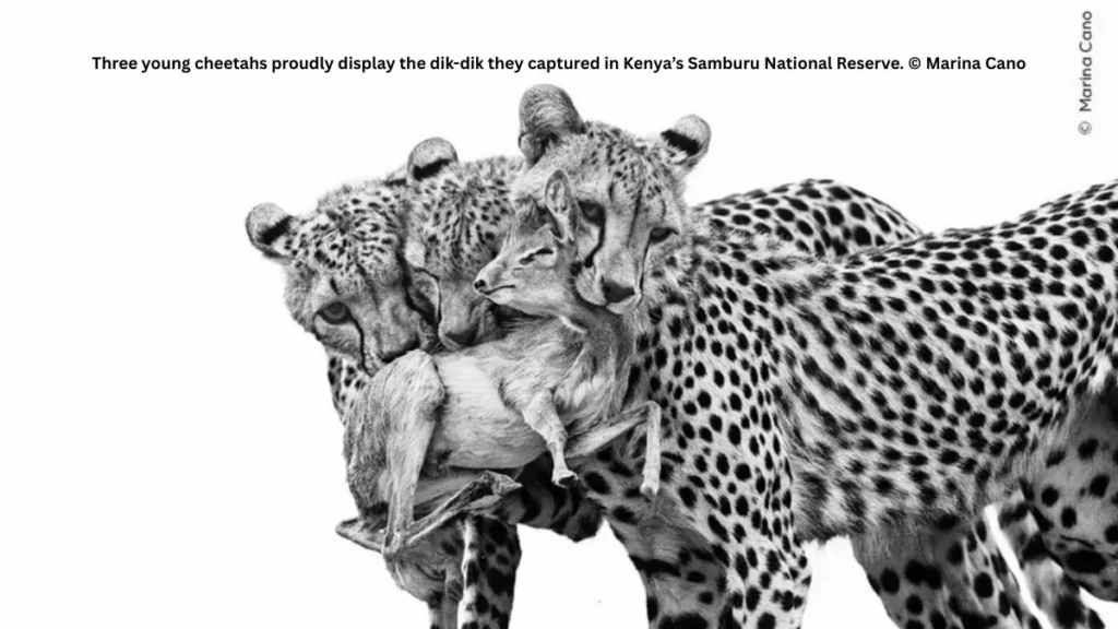 Best Wildlife Photo Entries of the Year
