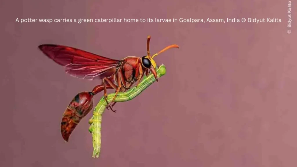 Best Wildlife Photo Entries of the Year