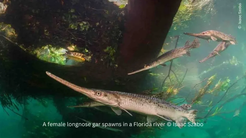 Best Wildlife Photo Entries of the Year