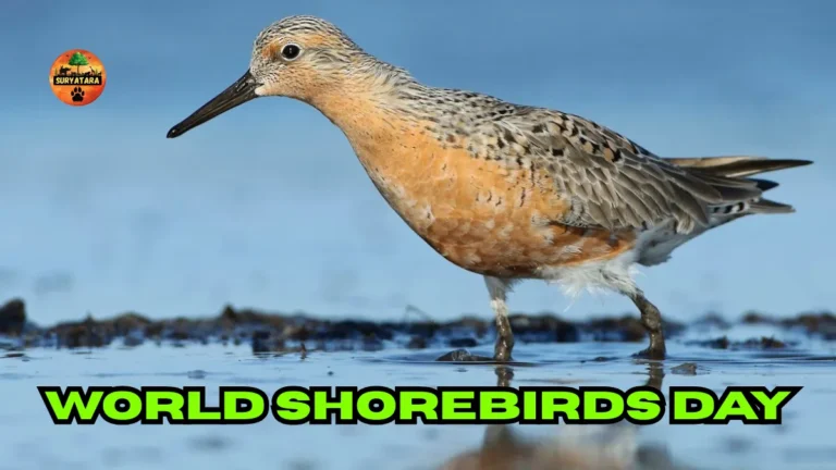 World Shorebirds Day