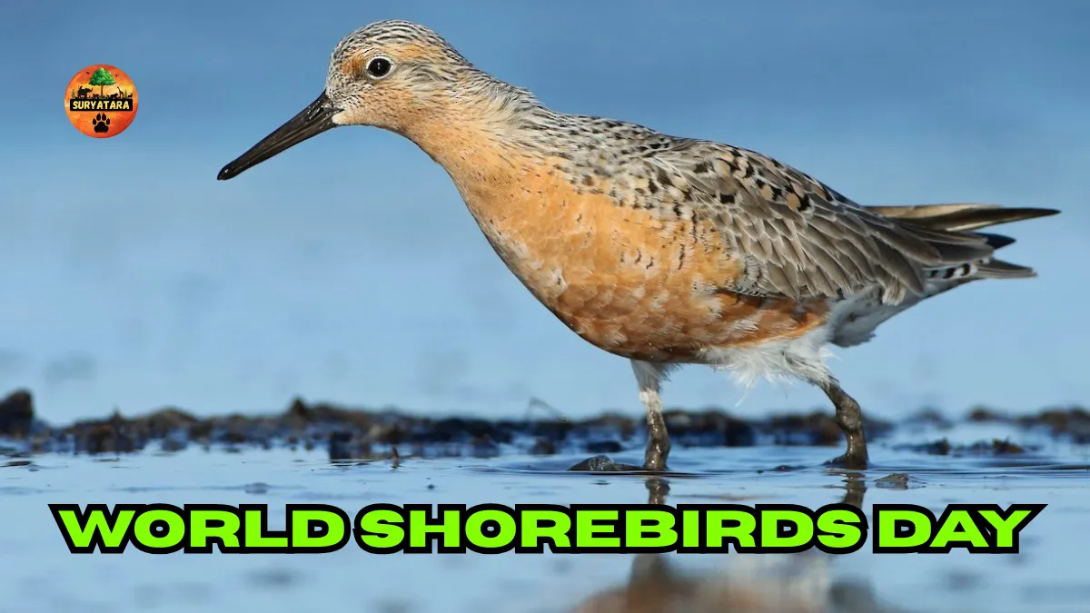 World Shorebirds Day