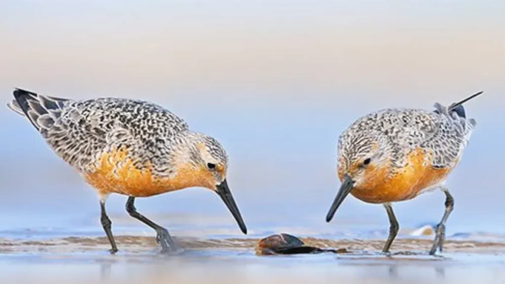 World Shorebirds Day