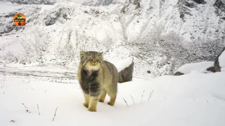 First Photographic Record of Elusive Cat
